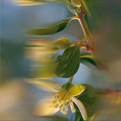 Aceite de Jojoba